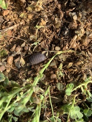 Porcellio echinatus