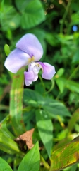 Vigna vexillata
