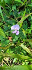 Vigna vexillata
