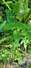 Vigna vexillata