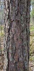 Pinus sylvestris