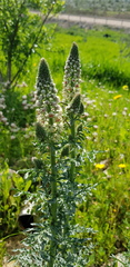 Reseda alba