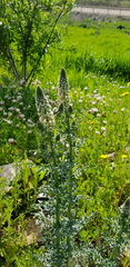 Reseda alba
