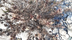 Plantago sempervirens