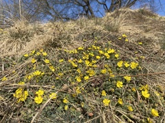 Potentilla incana