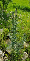 Reseda alba