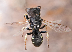 Oxybelus bipunctatus