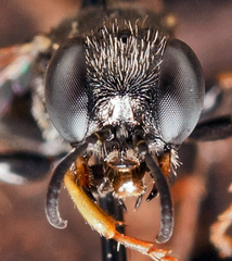 Oxybelus bipunctatus