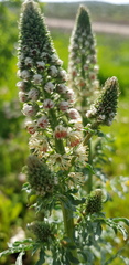 Reseda alba