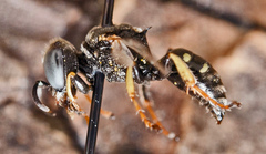 Oxybelus bipunctatus