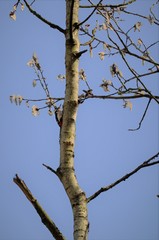 Dendrocopos major