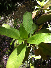 Coprosma ochracea