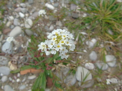 Capsella grandiflora