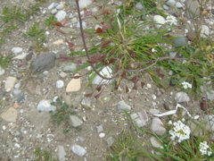 Capsella grandiflora
