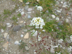 Capsella grandiflora