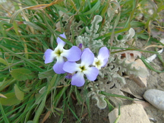 Matthiola tricuspidata