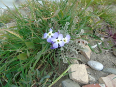 Matthiola tricuspidata