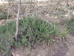 Agave difformis