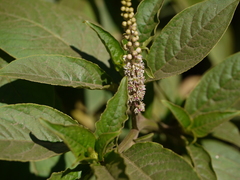 Phytolacca octandra