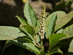 Phytolacca octandra