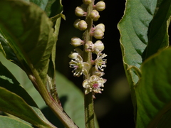 Phytolacca octandra