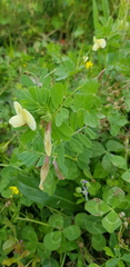 Vicia hybrida