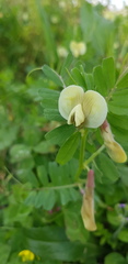 Vicia hybrida