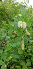 Vicia hybrida