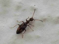 Microhoria