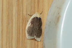 Pseudoblabes oophora