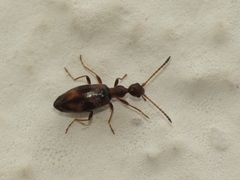 Microhoria