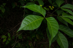 Crateva adansonii formosensis