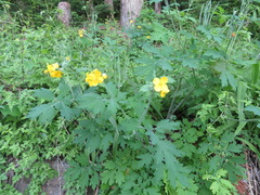 Chelidonium asiaticum