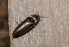 Campsosternus auratus