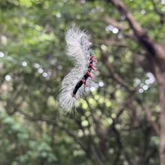 Chrysaeglia magnifica