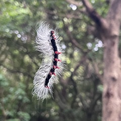 Chrysaeglia magnifica