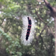 Chrysaeglia magnifica