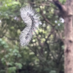 Chrysaeglia magnifica