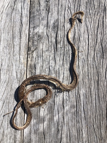 Brown Tree Snake sighting