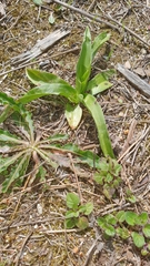 Anacamptis pyramidalis
