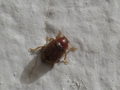 Rhyzobius litura