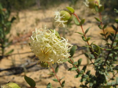 Pimelea sessilis