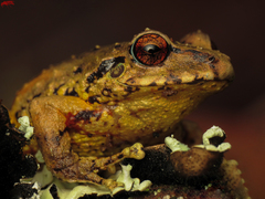 Pristimantis permixtus