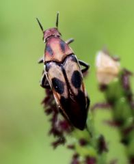 Macrosiagon octomaculata