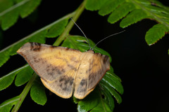 Luxiaria phyllosaria