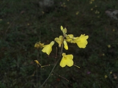 Brassica barrelieri