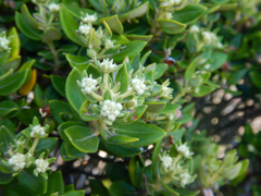 Phylica buxifolia