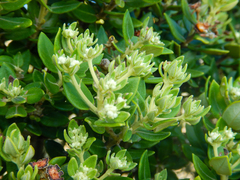 Phylica buxifolia