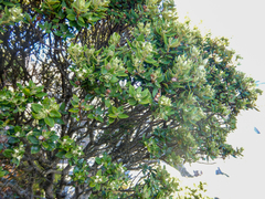 Phylica buxifolia