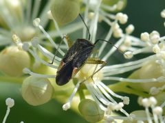 Closterotomus trivialis